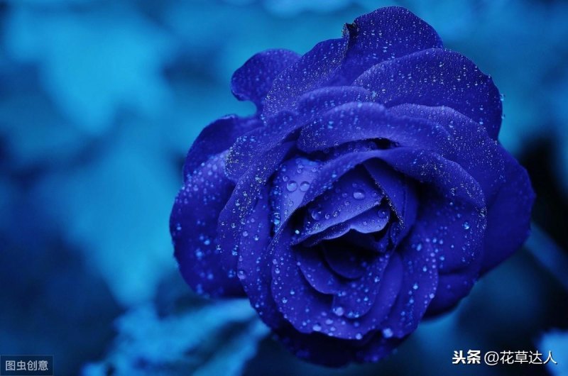 蓝色妖姬的花语是什么（关于蓝色妖姬的寓意和象征）