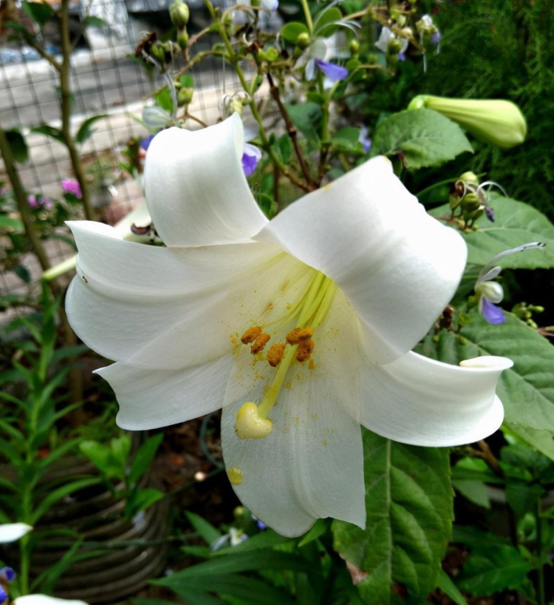 送老师送什么花合适（教师节寓意美好的花朵）