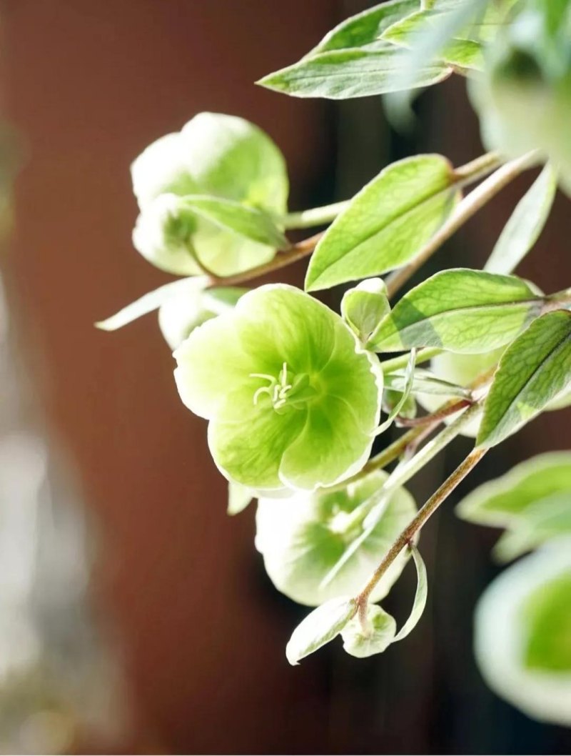 绿菟葵的花语是什么(有关绿菟葵的象征意义)