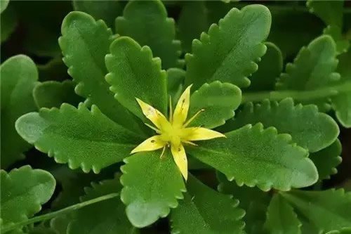 香水茉莉怎么浇水 风车茉莉多久浇水
