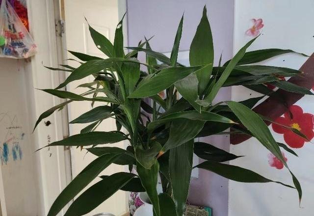 富贵竹怎么养才好（富贵竹绿植的养殖方法）