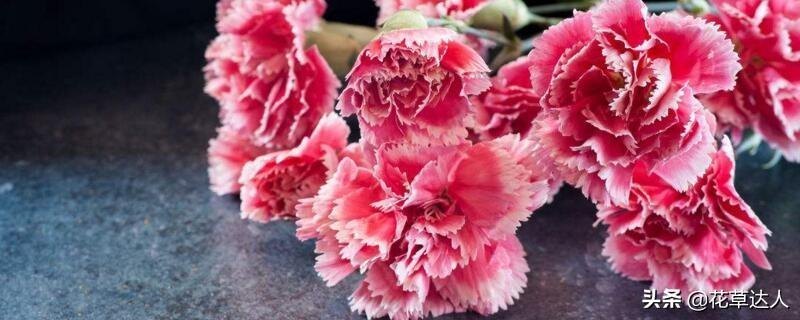 送老师康乃馨花语和寓意（详解康乃馨的颜色代表）