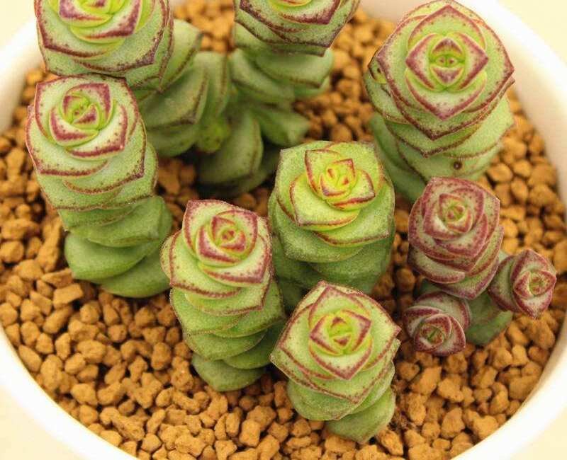 家里养什么花好旺财（风水里最吉祥的花推荐）