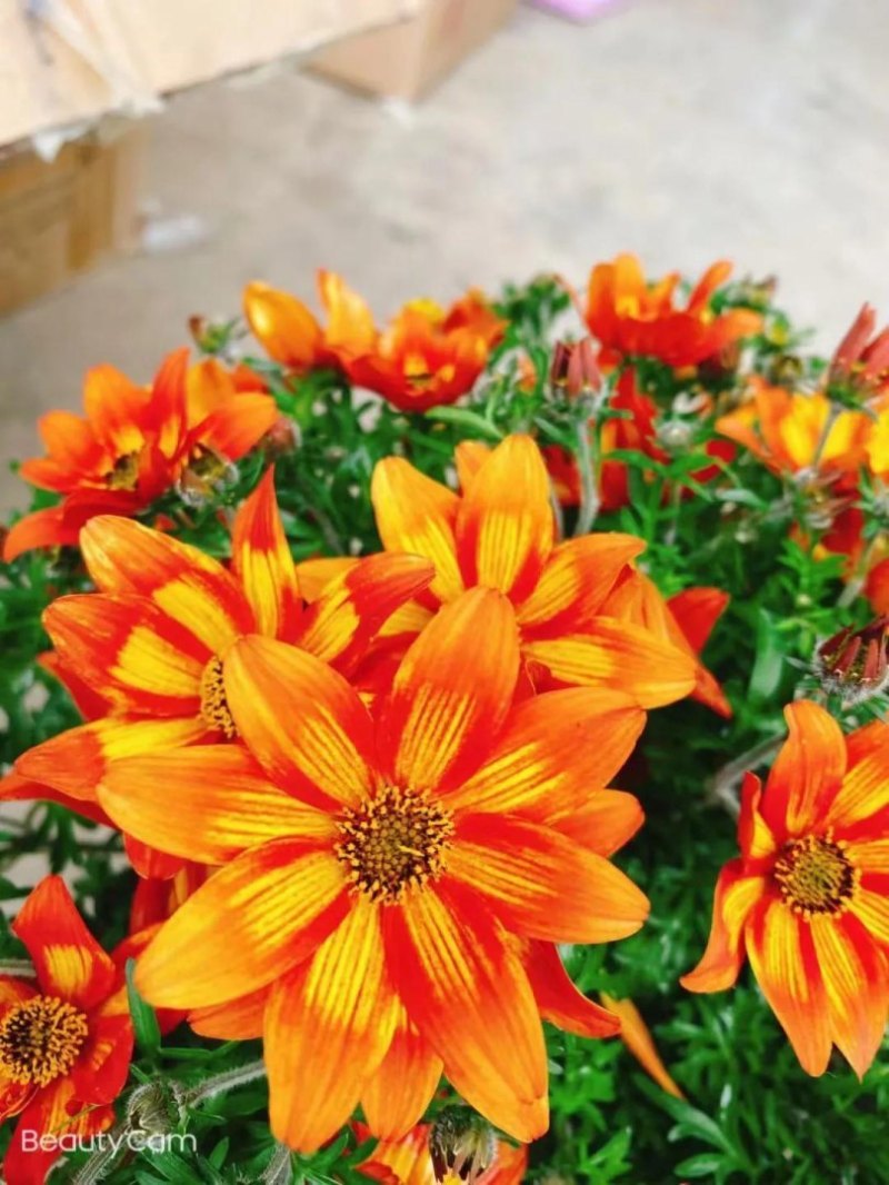 黄金菊花语代表什么（金菊花的寓意和象征）