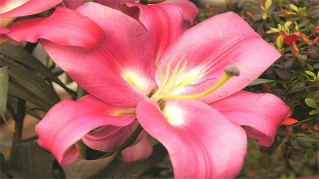 粉色百合花的花语和寓意是什么（百合花代表的含义）