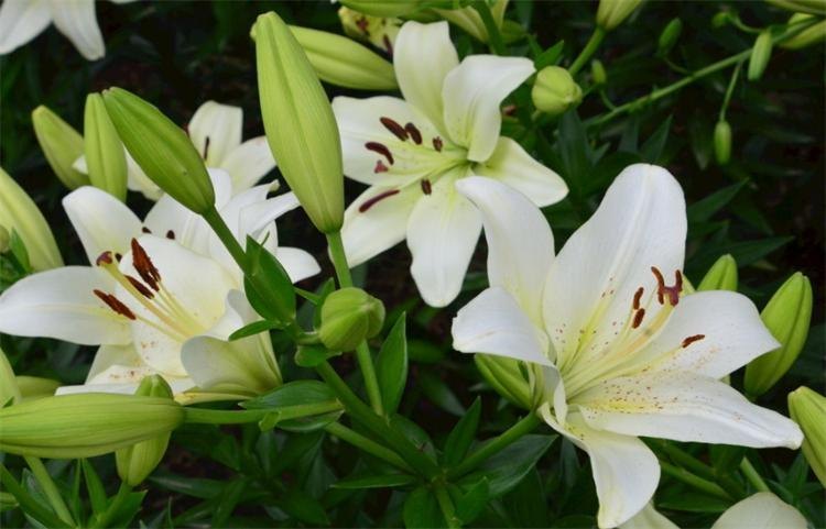 百合花的花语是什么（浅谈百合花的寓意及象征）