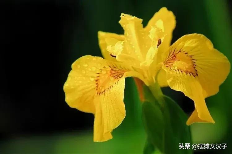鸢尾花的花语是什么(各色鸢尾花的寓意和象征)