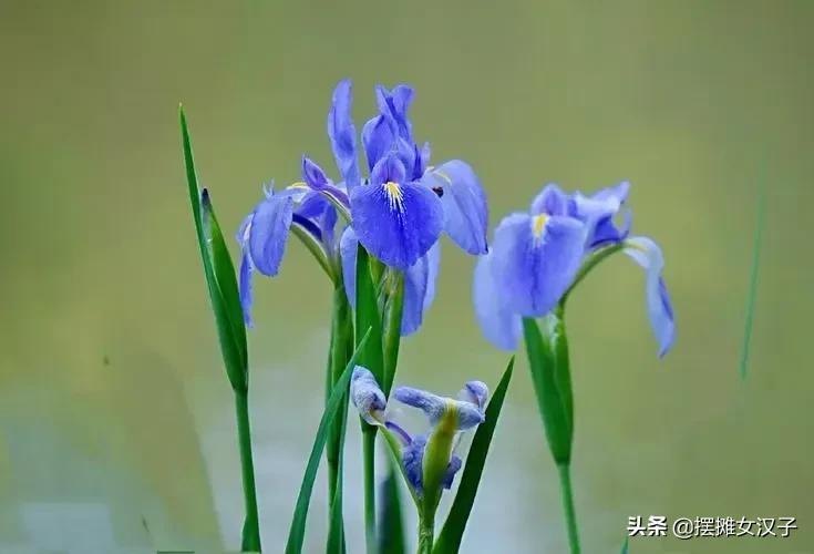 鸢尾花的花语是什么(各色鸢尾花的寓意和象征)