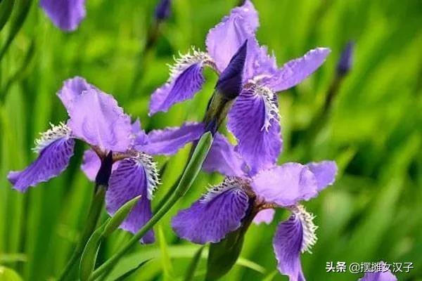 鸢尾花的花语是什么(各色鸢尾花的寓意和象征)