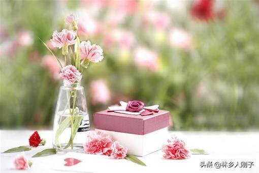 康乃馨代表什么象征意义（康乃馨花语象征与寓意）