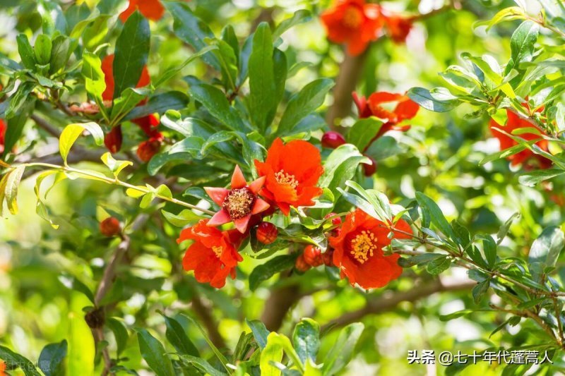 石榴花几月开放（关于石榴开放的季节）