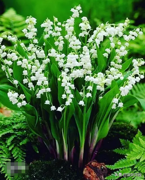 铃兰花的花语（黄金铃兰花的寓意和象征）