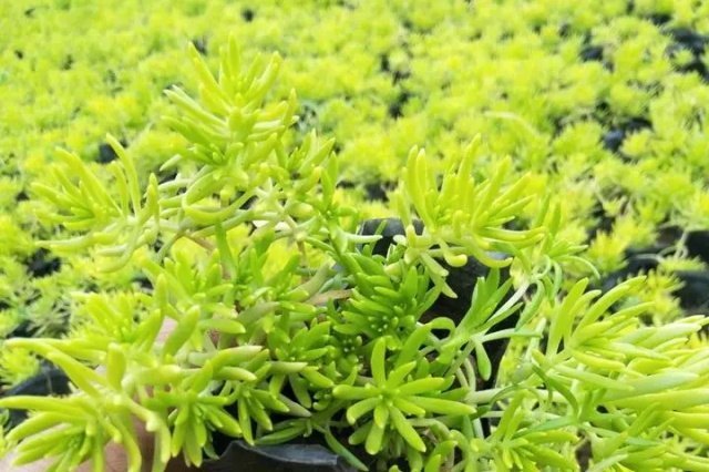 6月29日花语：佛甲草，生日花语韵律感