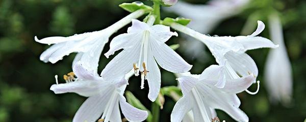 玉簪花的养殖方法和注意事项（盆栽玉簪的冬季养护技术）