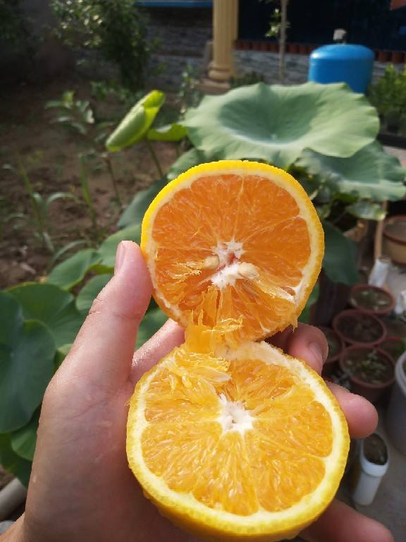 净化空气有哪些植和花（解决空气污染的方法）