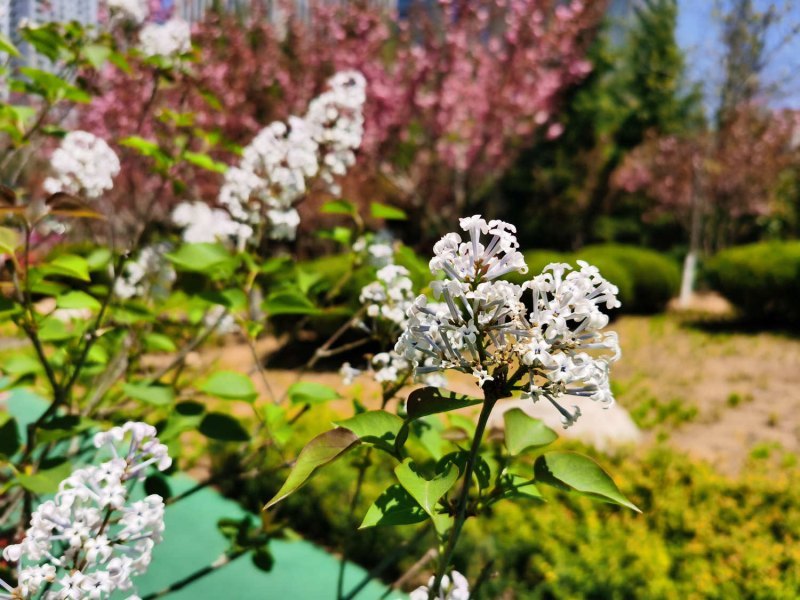 阿拉善盟适合养什么花，市花和市树是什么
