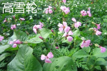 矮雪轮和高雪轮的区别