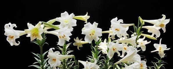 百合花开完花后植株如何处理（百合花繁殖方式）