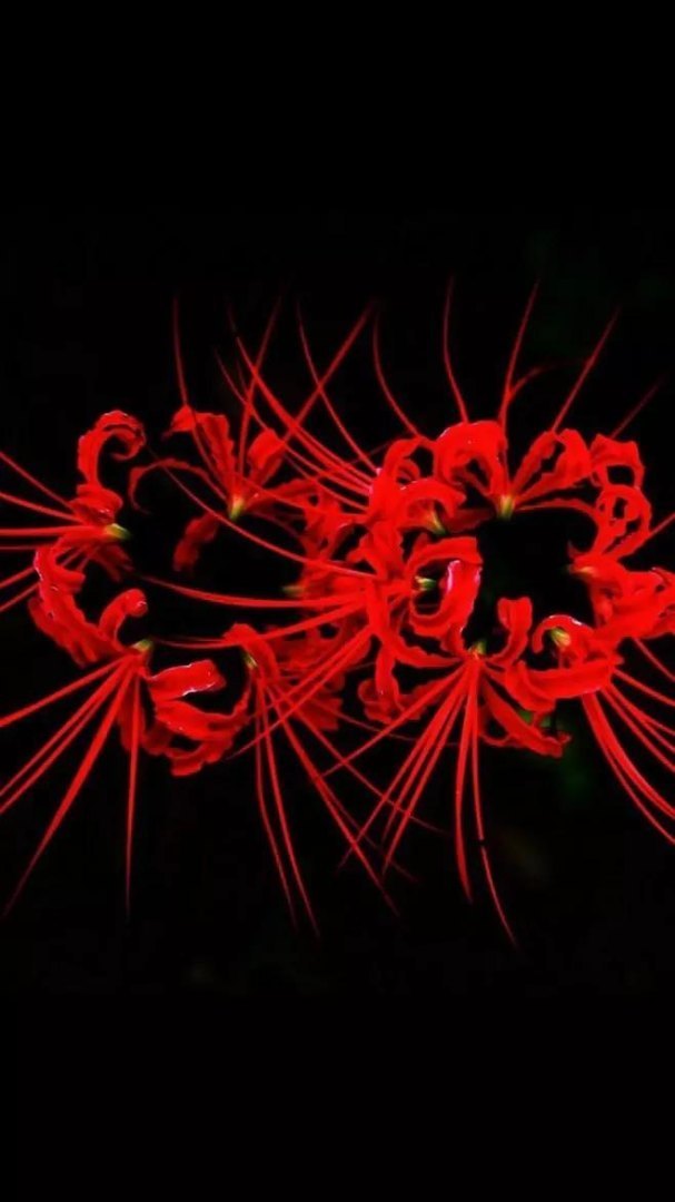 彼岸花的寓意是什么（关于彼岸花的花语和含义）