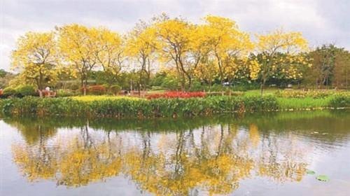 黄花风铃木什么时候开花（关于黄花风铃木简介）