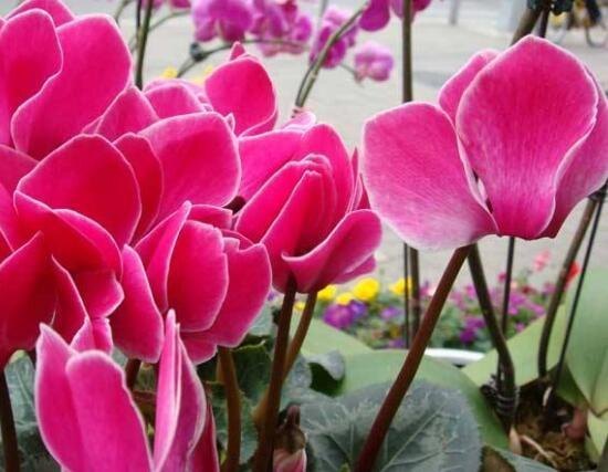 仙客来花语是什么（浅谈仙客来花的寓意和象征）