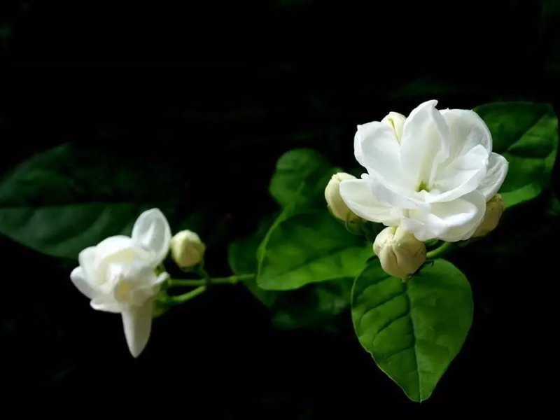 茉莉花怎么养才长得好（了解茉莉花的养护技巧）