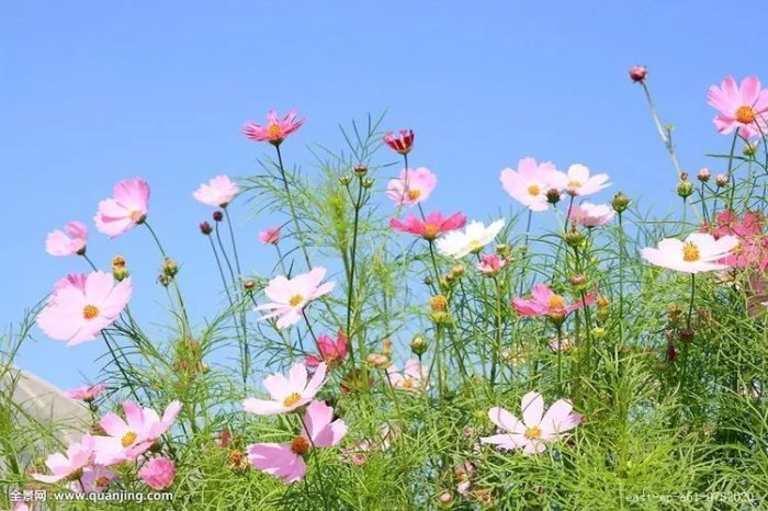 波斯菊的花语 波斯菊的传说