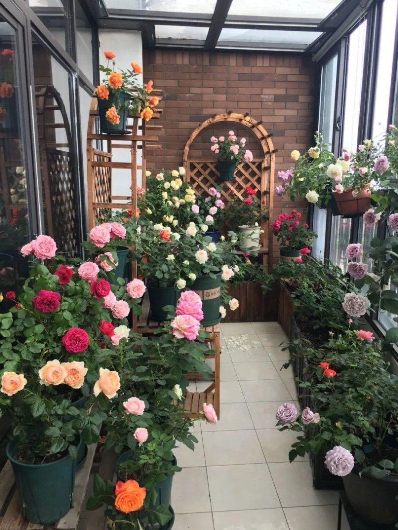 客厅喜阴绿植哪些好养（适合室内无光照的植物排名）