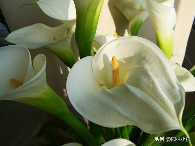 马蹄莲花语是什么（浅谈马蹄莲的寓意和象征）