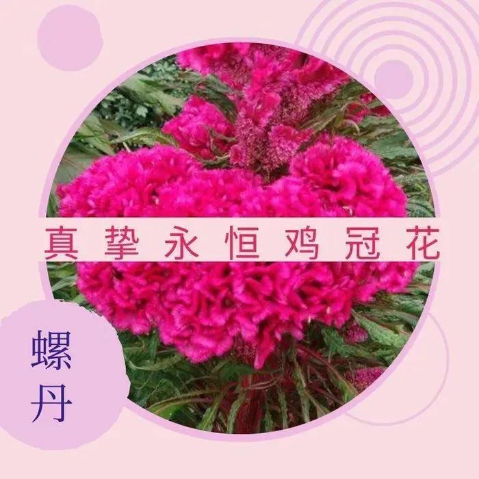 鸡冠花的花语和传说（鸡冠花的简介特征）