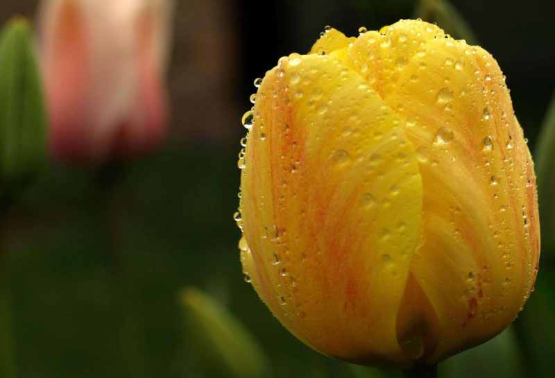 黄郁金香花语暗示什么(关于郁金香的象征意义)