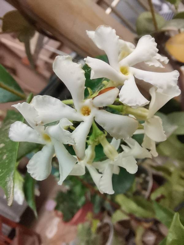 风车茉莉的养殖方法和注意事项（关于风车茉莉的养护秘籍）