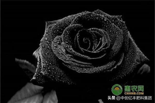 黑色玫瑰花语是什么（浅谈黑玫瑰的养殖技术）