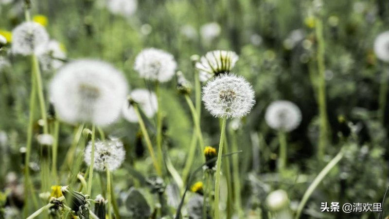 蒲公英的花语是什么（浅谈蒲公英的象征意义）