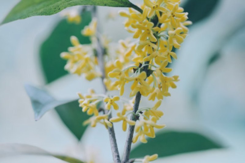 盆栽桂花的养殖方法