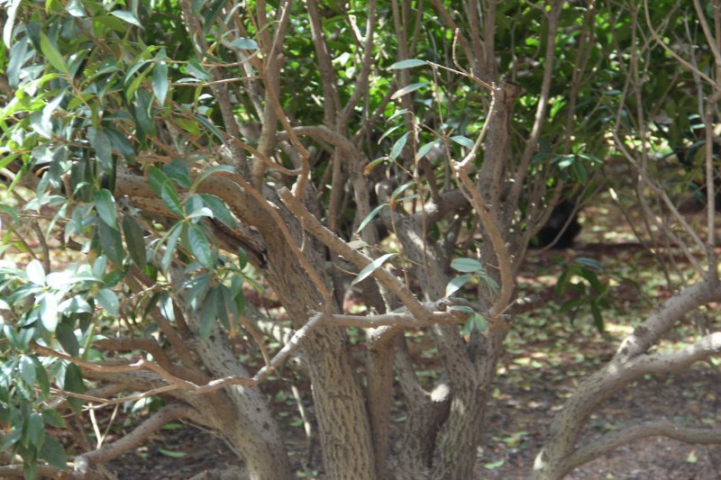 盆栽桂花的养殖方法