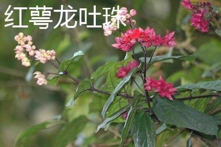 龙吐珠和红萼龙吐珠的区别