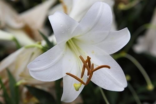 茉莉花的养殖方法