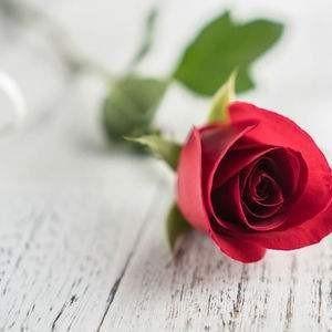 29朵玫瑰花代表什么意思（不同朵数玫瑰花的含义）