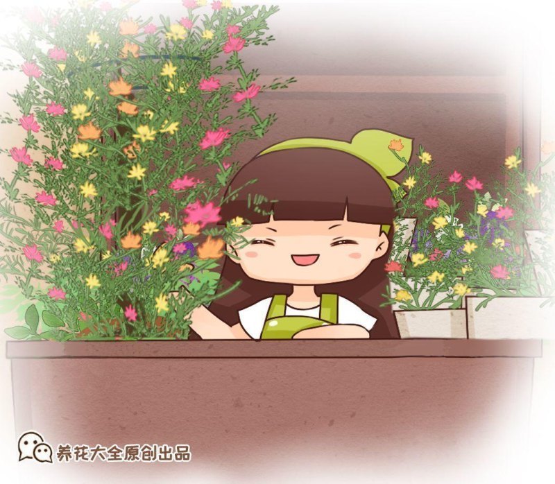 适合阳台暴晒的花卉有哪些（不怕强光的绿植花卉品种）