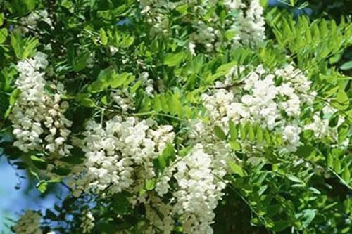 茉莉花夏天可以暴晒吗