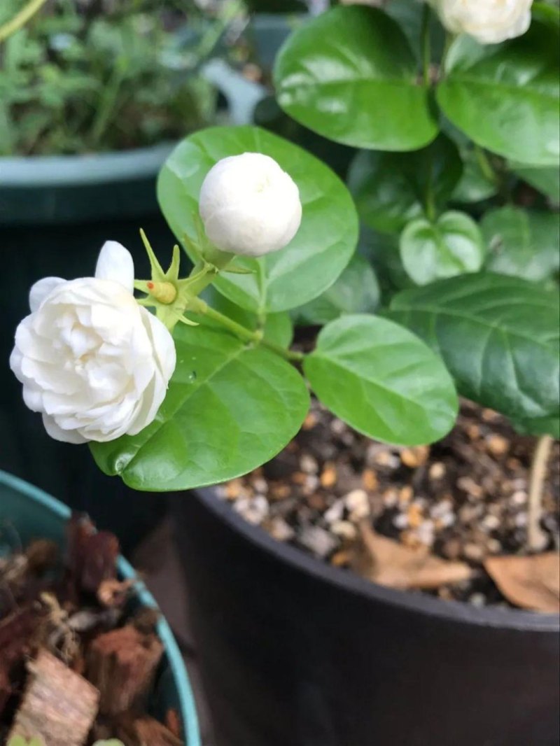 茉莉花怎么养栽培（家庭盆栽茉莉养护方法介绍）