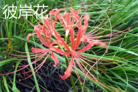 鹿葱跟彼岸花的区别