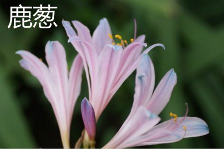 鹿葱花.jpg 鹿葱花.jpg