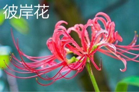 彼岸花花.jpg 彼岸花花.jpg