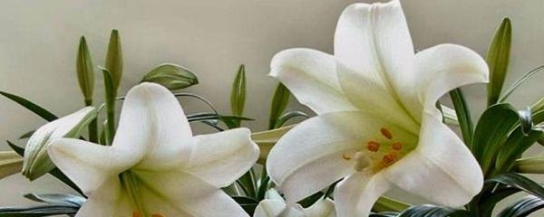 百合花怎么水养更长久（详解百合花的栽培方法）
