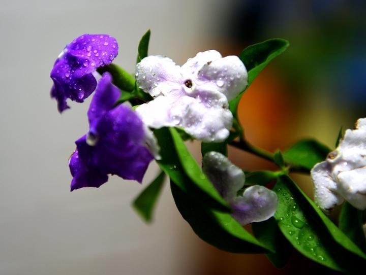 双色茉莉一年开几次花（有关双色茉莉花期简介）