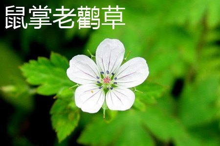 鼠掌老鹳草和老鹤草的区别