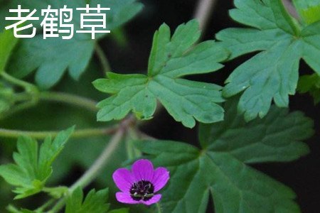鼠掌老鹳草和老鹤草的区别