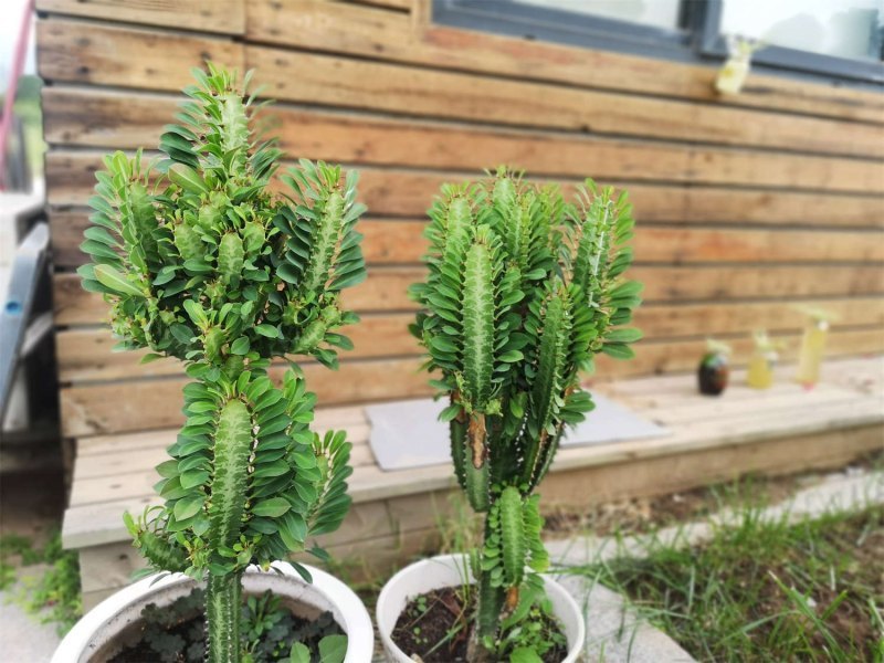 龙骨花的养殖方法 - 花百科